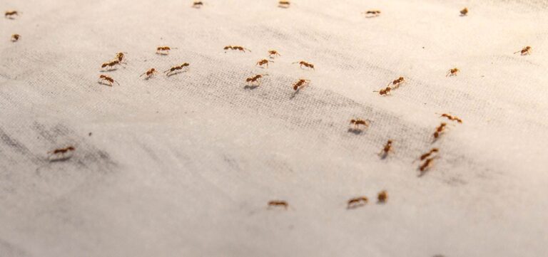 How To Get Rid Of Ants In The Kitchen