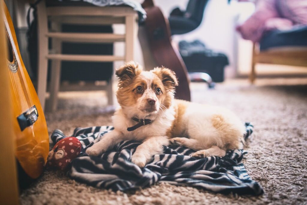 Groom your pets to keep your carpets clean